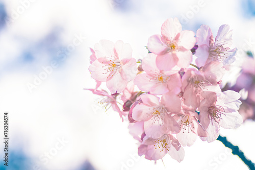春の空に映える河津桜