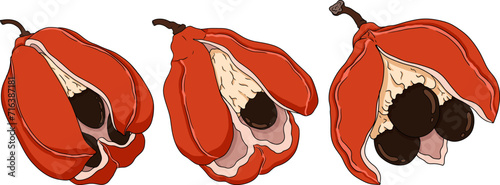 Hand drawn colored Ackee, Blighia sapida or achee, medicinal plant. Vector Illustration on white Background.