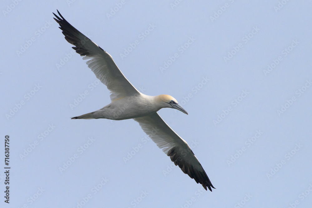 Northern Gannet Morus bassanus, adult bird in flight, natural blue sky background, closeup Northern Gannet Morus bassanus, adult bird in flight, natural blue sky background, closeup