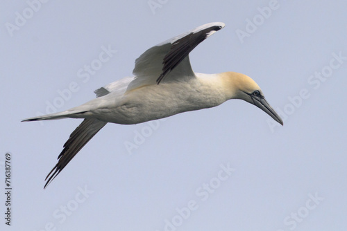 Northern Gannet Morus bassanus, adult bird in flight, natural blue sky background, closeup © Romuald