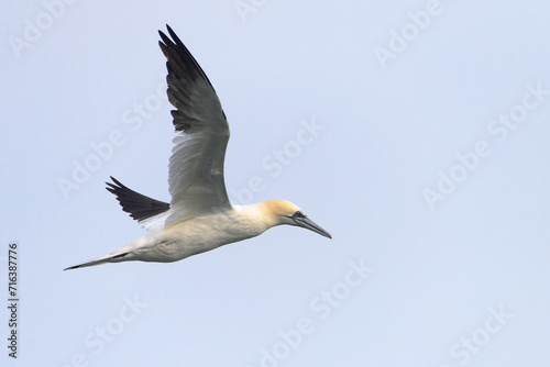 Northern Gannet Morus bassanus, adult bird in flight, natural blue sky background, closeup photo