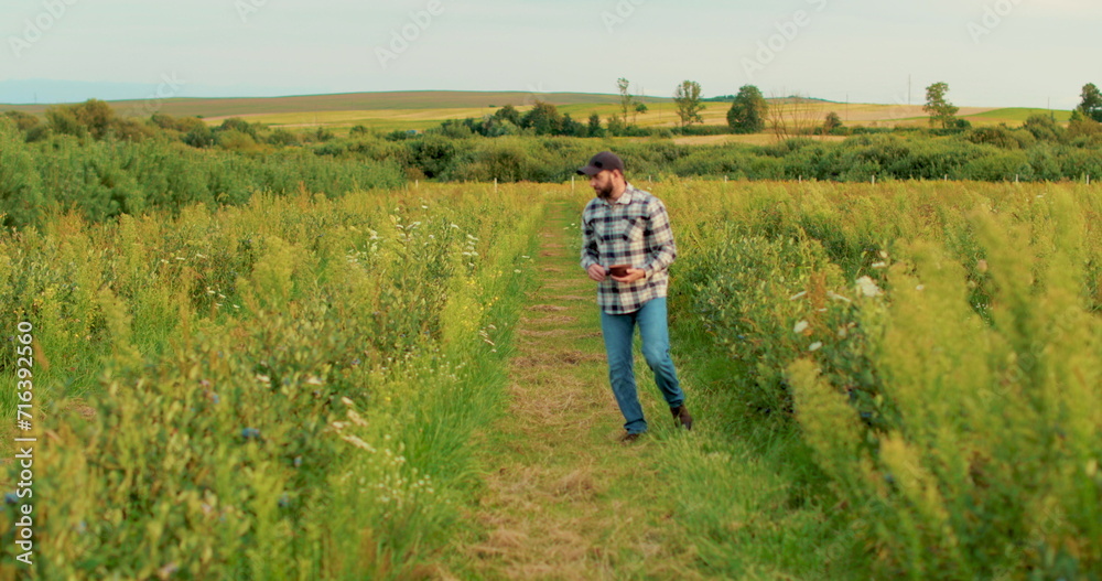 A farmer inspects blueberry bushes on a large plantation. Agriculture, growing berries