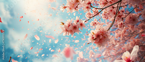 Sakura blooming on branches © khan