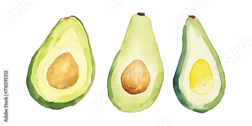 an avocados watercolor vector