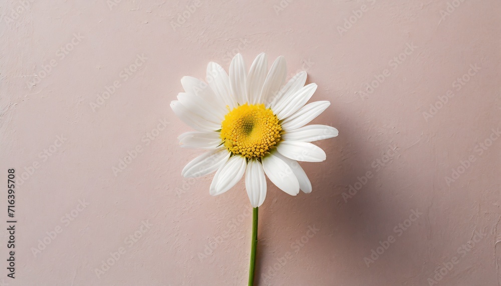 Obraz premium 一輪のデイジーの花,ピンク色の背景,Generative AI