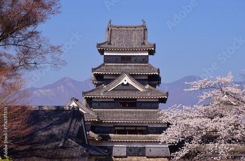 満開の桜につつまれる国宝 松本城