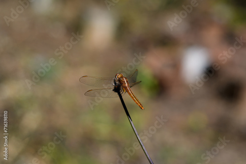 Orange Dragonfly Sitting On Stick, close up © Savi