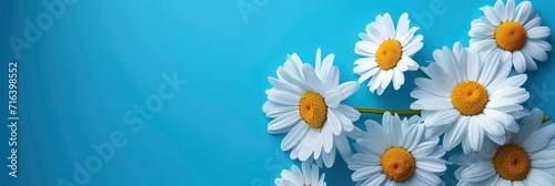 Bouquet Daisies Isolated On Blue Background, Banner Image For Website, Background, Desktop Wallpaper © Pic Hub