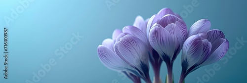 Close Flowers Crocus, Banner Image For Website, Background, Desktop Wallpaper