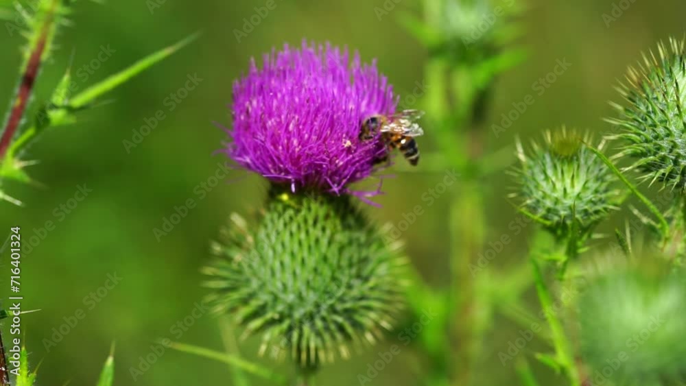 A bee collects pollen from a common thistle flower. Medical plants, slow motion. A bee collects pollen from a common thistle flower. Medical plants, slow motion.