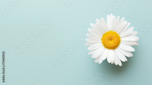 Top view of white daisy