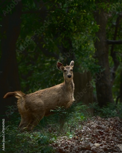 A Sambar Deer looking at the camera seen in the jungles of Jim Corbett National PArk 