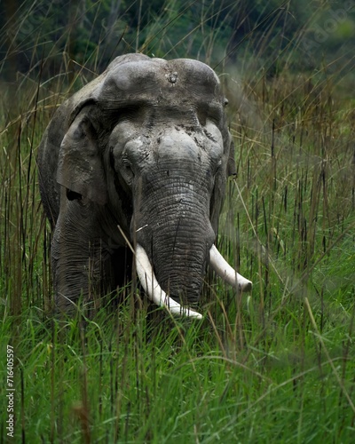 Large Bull Indian Elephant in tall grassland of Jim Corbett National Park of India 
