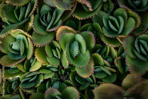 Kalanchoe pinnata plant  abstract background photo