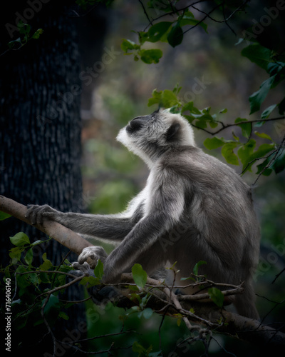 Indian Langur, Monkey gazing upwards seated on a branch in dramatic light 