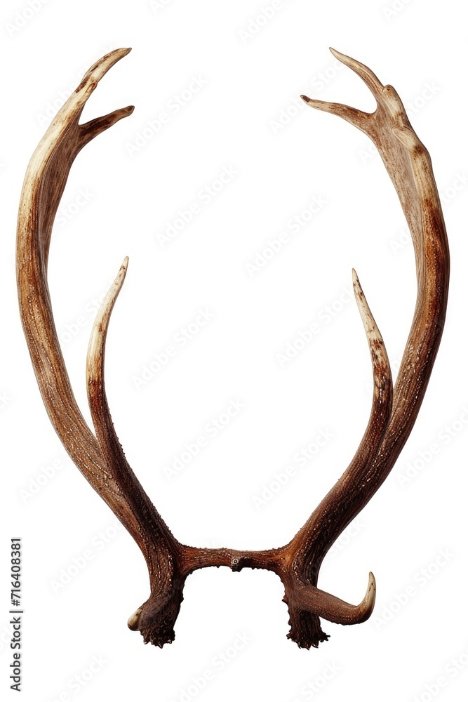 Two antlers captured in a close-up shot against a clean white background. Perfect for nature enthusiasts or those looking to add a touch of rustic charm to their designs Two antlers captured in a close-up shot against a clean white background. Perfect for nature enthusiasts or those looking to add a touch of rustic charm to their designs