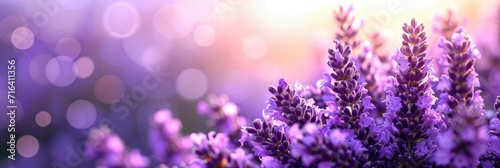 Lavender Flowers Close Purple Field Abstract  Banner Image For Website  Background  Desktop Wallpaper