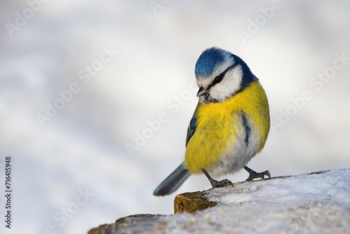 Winter scenery with blue tit bird sitting on the snowy stump (Cyanistes caeruleus)