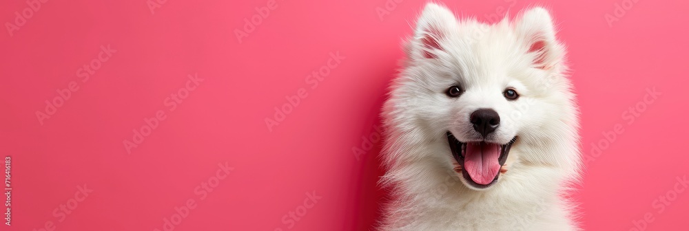 Portrait Fluffy White Samoyed Dog Pink, Banner Image For Website, Background, Desktop Wallpaper