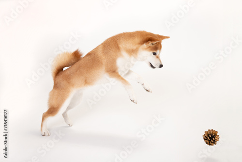 ジャンプする柴犬