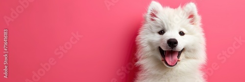 Portrait Fluffy White Samoyed Dog Pink, Banner Image For Website, Background, Desktop Wallpaper photo