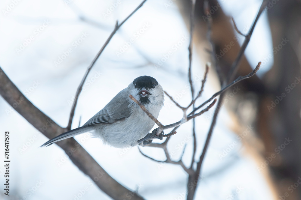 Obraz premium Front face of Marsh Tit