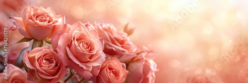 Tender Rose Flower Nature Floral Art  Banner Image For Website  Background  Desktop Wallpaper