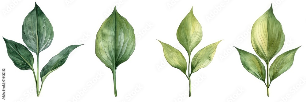 Various Varieties Hosta Leaves, Banner Image For Website, Background, Desktop Wallpaper