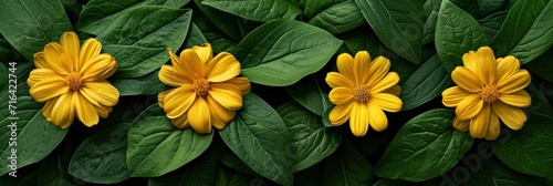 Wedelia Flowers Grow Among Green Leaves  Banner Image For Website  Background  Desktop Wallpaper