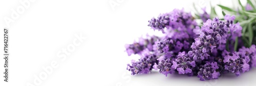 White Background Bouquet Lavender Text Frame  Banner Image For Website  Background  Desktop Wallpaper