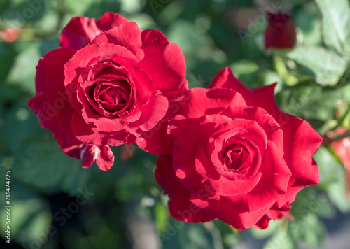 Top view of beautiful red rose and bud growing outdoors. Close-up two red roses in garden. © maemanee