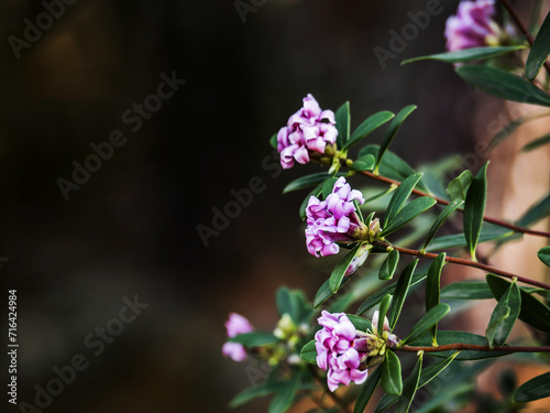 Close-up of purple shrub flowers with green leaves of Daphne, Stellera and other family Thymelaeaceae. Copy space. Natural botanical nature background. Place for text.