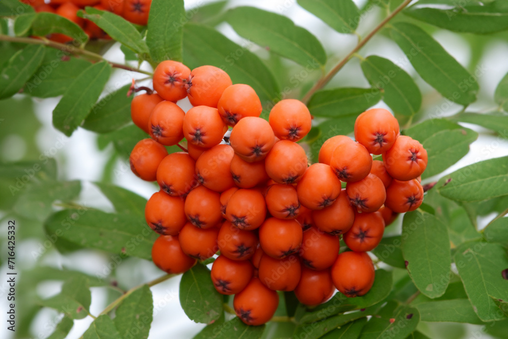 wild plants. bunch of red rowan berries, green leaves on a tree, close-up. nature and food concept