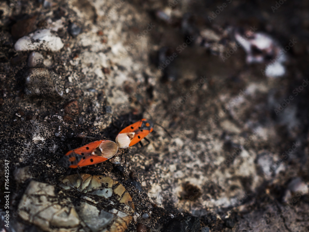 Close-up of mating insects black and red bug Lygaeus equestris on a stone. View from above. Copy space Close-up of mating insects black and red bug Lygaeus equestris on a stone. View from above. Copy space