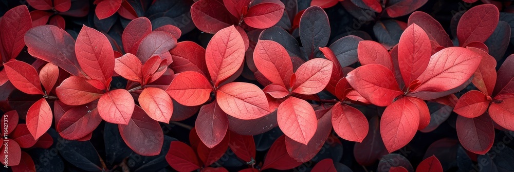 Barberry Leaves Bush Nature Wallpaper Photograph, Banner Image For