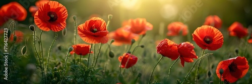  Beautiful Blooming Red Poppies Springsummer, Banner Image For Website, Background, Desktop Wallpaper
