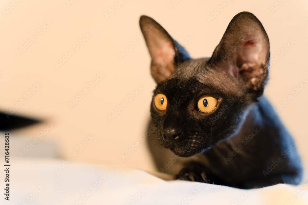 Sphinx breed kitty kitten with big ears looking with curiosity and amazement curled up in bed