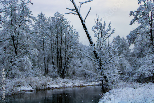 trees in the snow