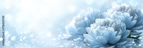  Blue Large Peony Bud Cloves Flowers, Banner Image For Website, Background, Desktop Wallpaper © Pic Hub