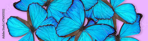 Morpho godartii butterfly composition on pink background. Horizontal banner photo