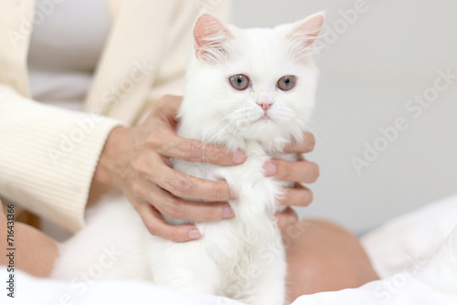 Cute white Persian cat comfortably sitting on withe bed, happy fluffy pet being gently touching with love by owner in bedroom. Adorable long hair kitty with woman owner relaxing at home. © Stella