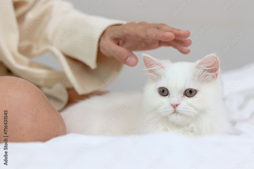 Cute white Persian cat comfortably lying down on withe bed, happy fluffy pet being gently touching with love by owner in bedroom. Adorable long hair kitty with woman owner relaxing at home.