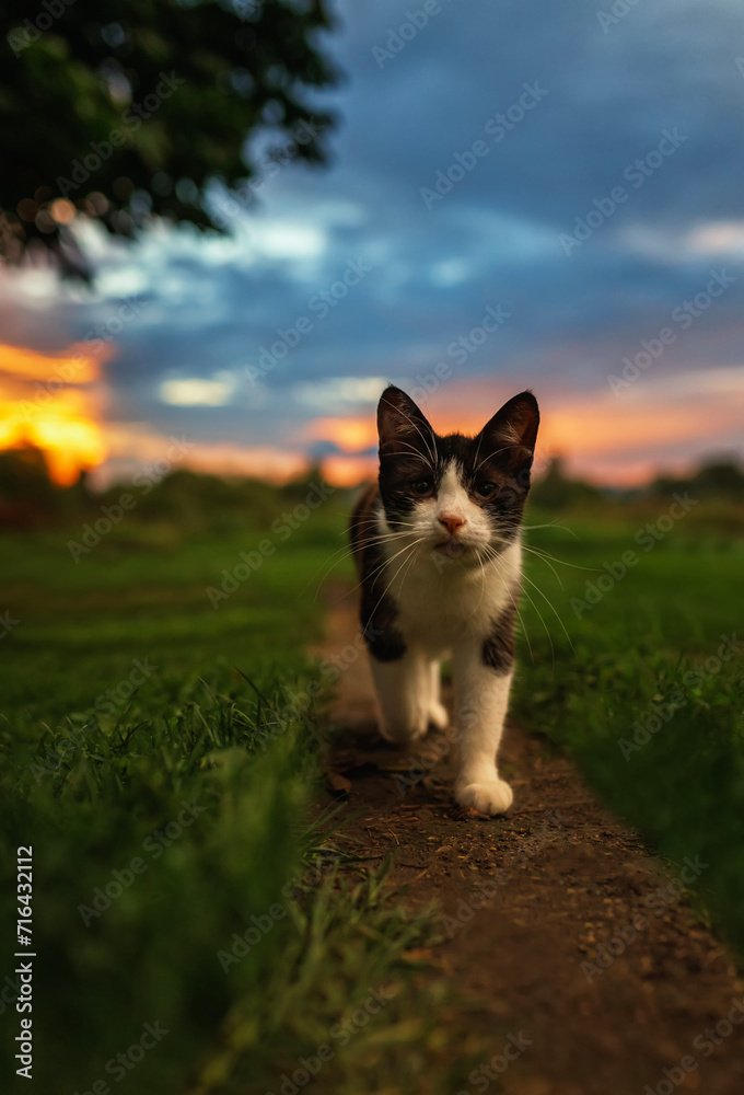 cute funny kitten walks in the evening summer garden against the sunset sky