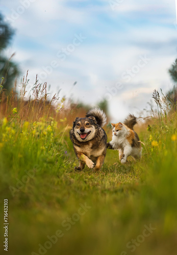 Fototapeta Naklejka Na Ścianę i Meble -  cat catches up with a cheerful dog in a sunny summer green meadow among grasses and flowers
