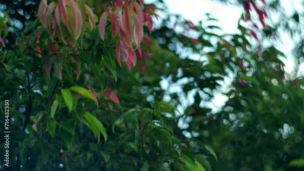 Beautiful Bali tropical plants close up. Bokeh cinematic shot