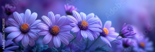  Bright Picturesque Purple Chrysanthemum Flowers, Banner Image For Website, Background, Desktop Wallpaper © Pic Hub