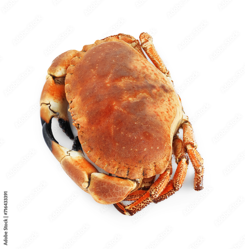 One delicious boiled crab isolated on white One delicious boiled crab isolated on white