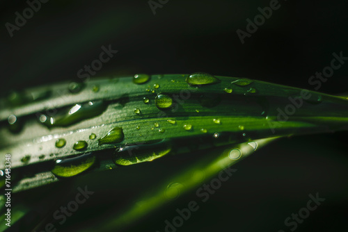 Close-up of water drops on leaf,Close-up of hand holding leaf,Cropped hand of man holding autumn leaves in forestFallen leaves on the road also make many people feel sad,