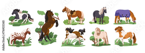 Fototapeta Naklejka Na Ścianę i Meble -  Cute ponies set. Foals, small miniature horses breeds. Mini equine baby animals running, walking, grazing, standing, frolicking in nature. Flat vector illustrations isolated on white background