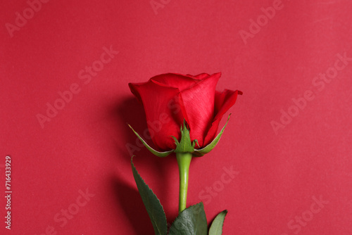 Beautiful rose on red background, top view